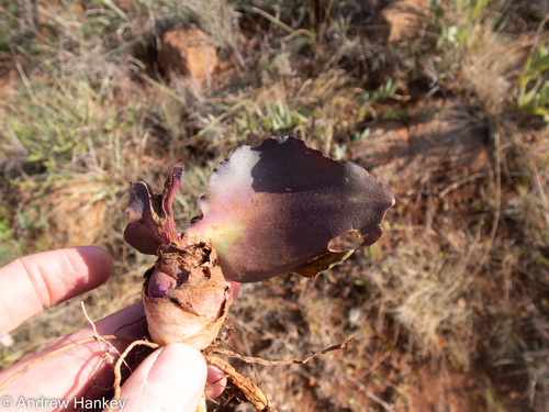 Ledebouria ovatifolia
