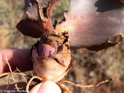 Ledebouria ovatifolia