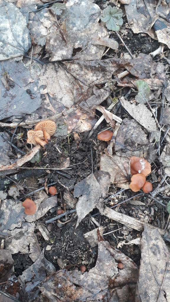 Tubaria pallidispora