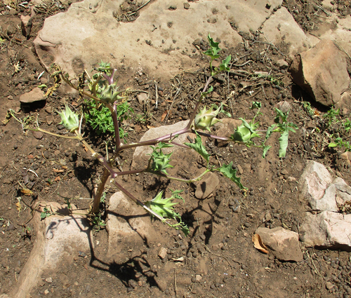 Datura ferox image