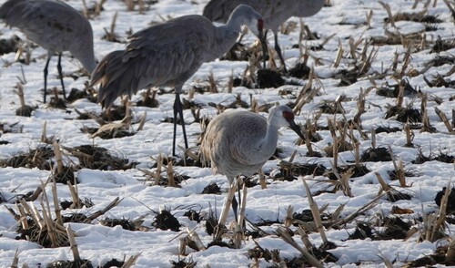 Sandhill Crane photographed in Nebraska