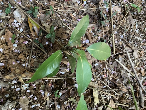 Machilus thunbergii
