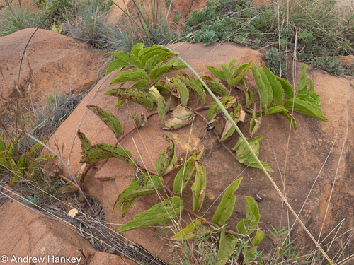 Cyphostemma humile