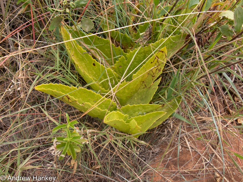 Cyphostemma humile
