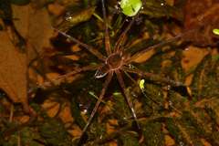 Dolomedes horishanus