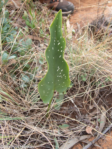 Zantedeschia pentlandii, photograph 3