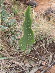 Zantedeschia pentlandii, photograph (c) Andrew Hankey, some rights reserved (CC BY-SA)