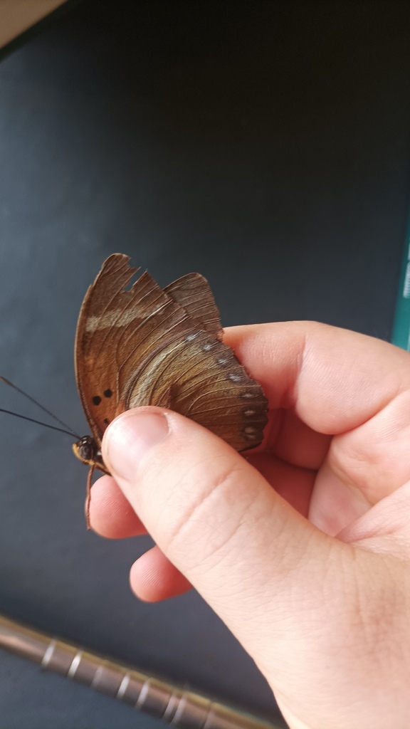 Euphaedra ferruginea