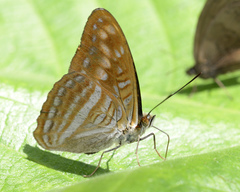 Adelpha levona