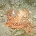 Atlantic White-spotted Octopus - Photo (c) whodden, some rights reserved (CC BY-NC), uploaded by whodden