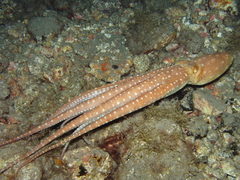 Callistoctopus macropus