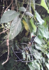 Nephila pilipes