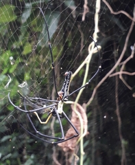 Nephila pilipes