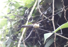Nephila pilipes