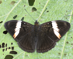 Adelpha lycorias