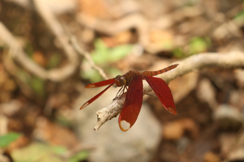 Russet Percher