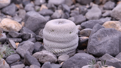 Epithelantha ilariae