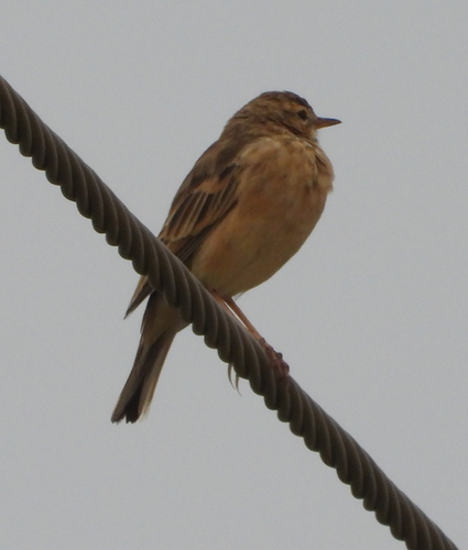 Plain-backed Pipit (Anthus leucophrys), photo 6