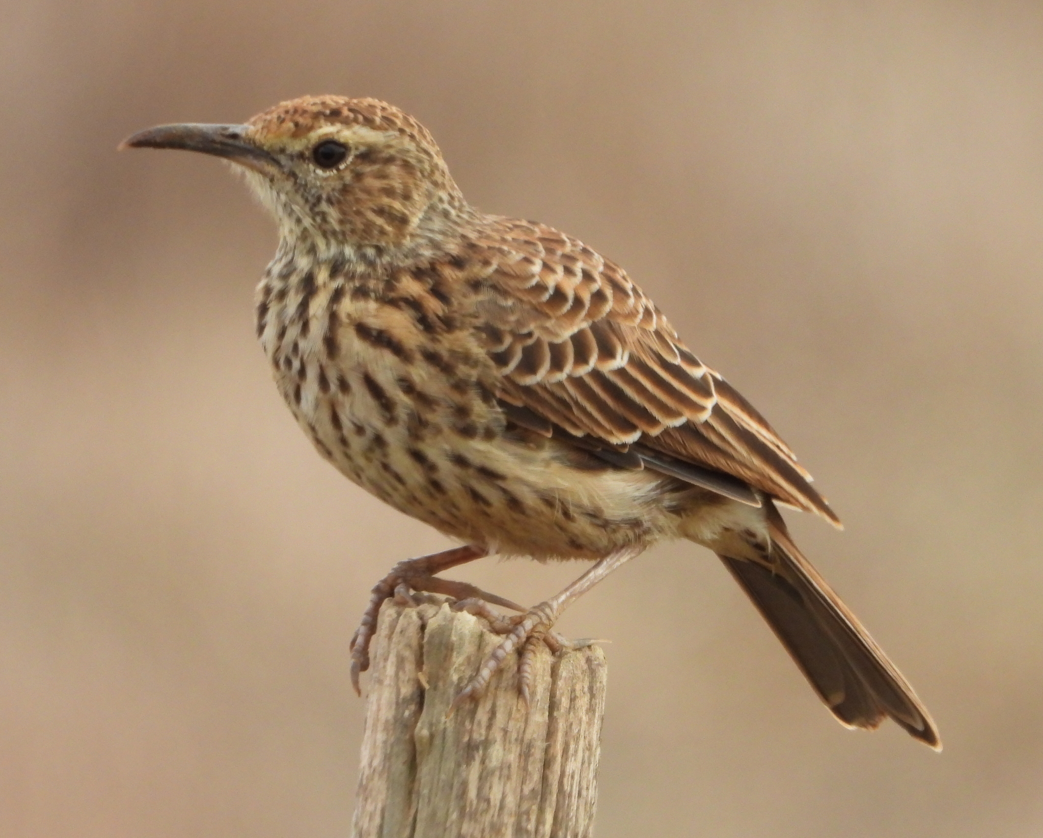 Cape Long-billed Lark (Certhilauda curvirostris), photo 9