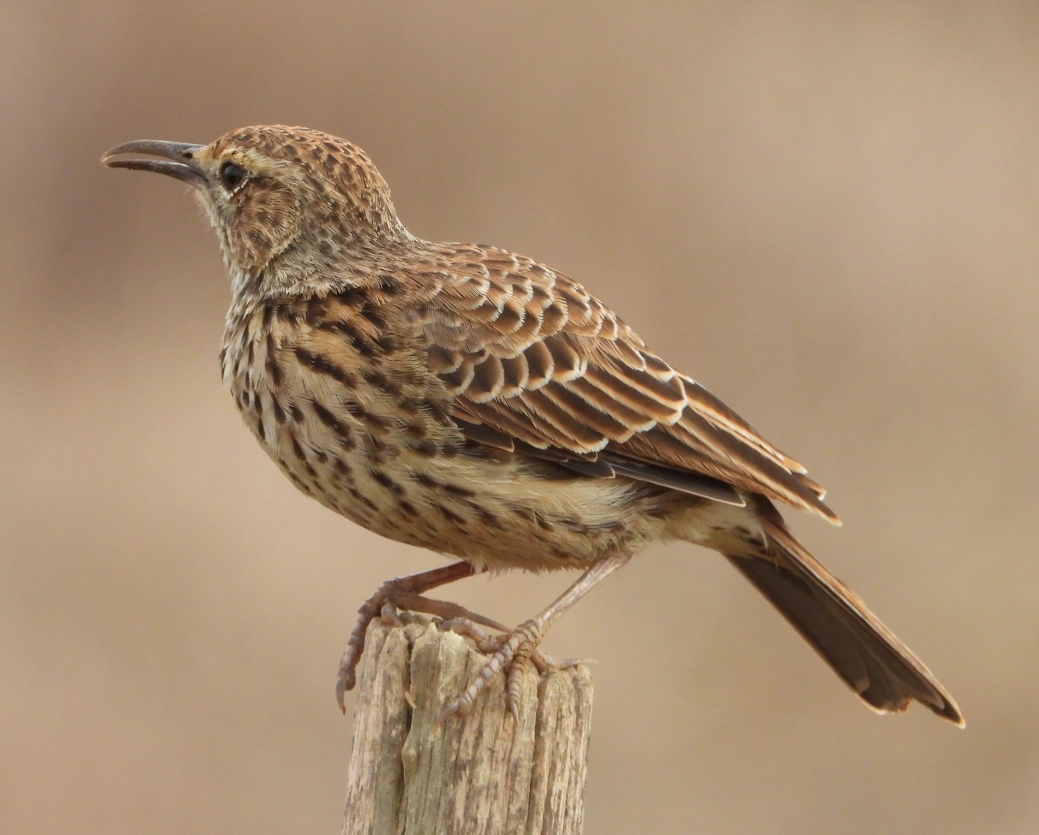 Cape Long-billed Lark (Certhilauda curvirostris), photo 10
