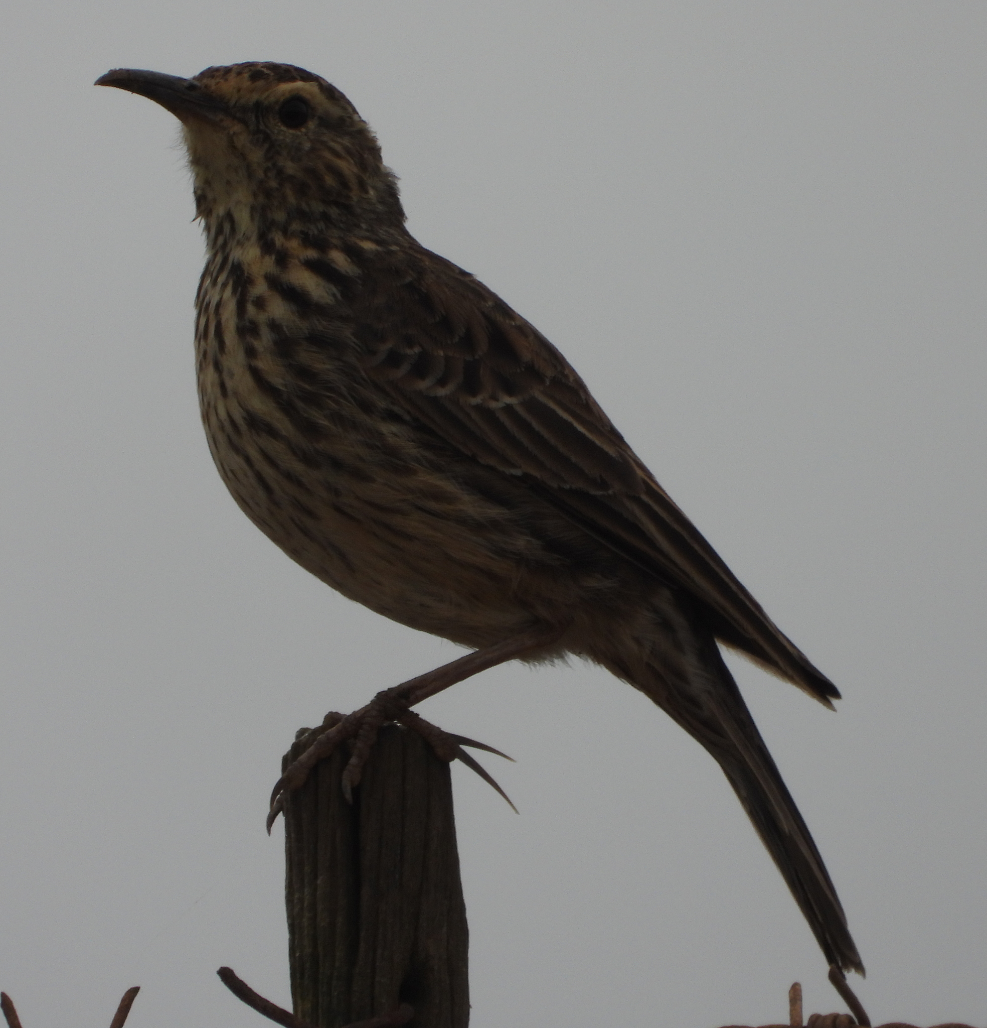 Cape Long-billed Lark (Certhilauda curvirostris), photo 6
