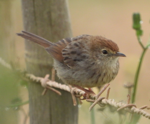Grey-backed Cisticola (Cisticola subruficapilla), photo 3