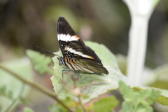 Adelpha lycorias