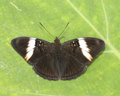 Adelpha lycorias