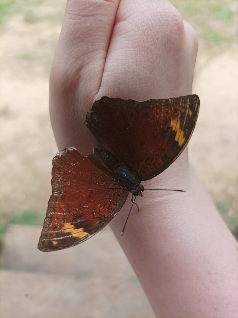 Bebearia senegalensis