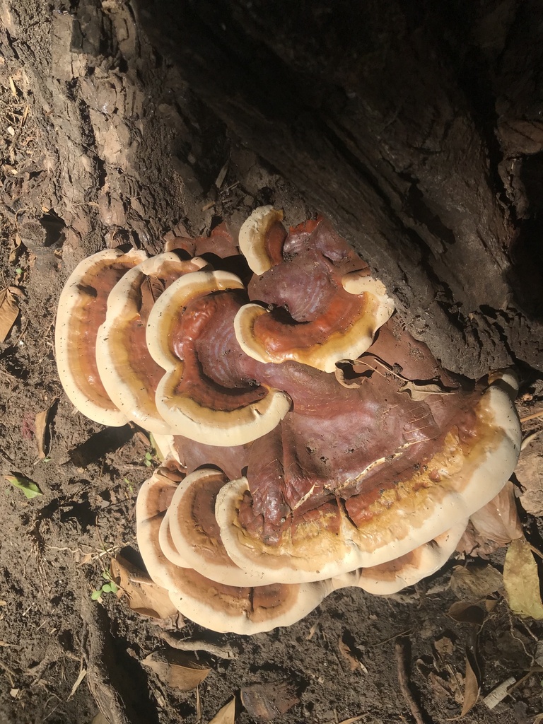 Ganoderma sessile · April 2023 · photo: © tutitah (iNaturalist, cc0)