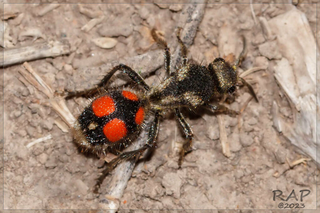 Traumatomutilla tetrastigma