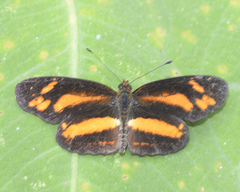 Castilia eranites