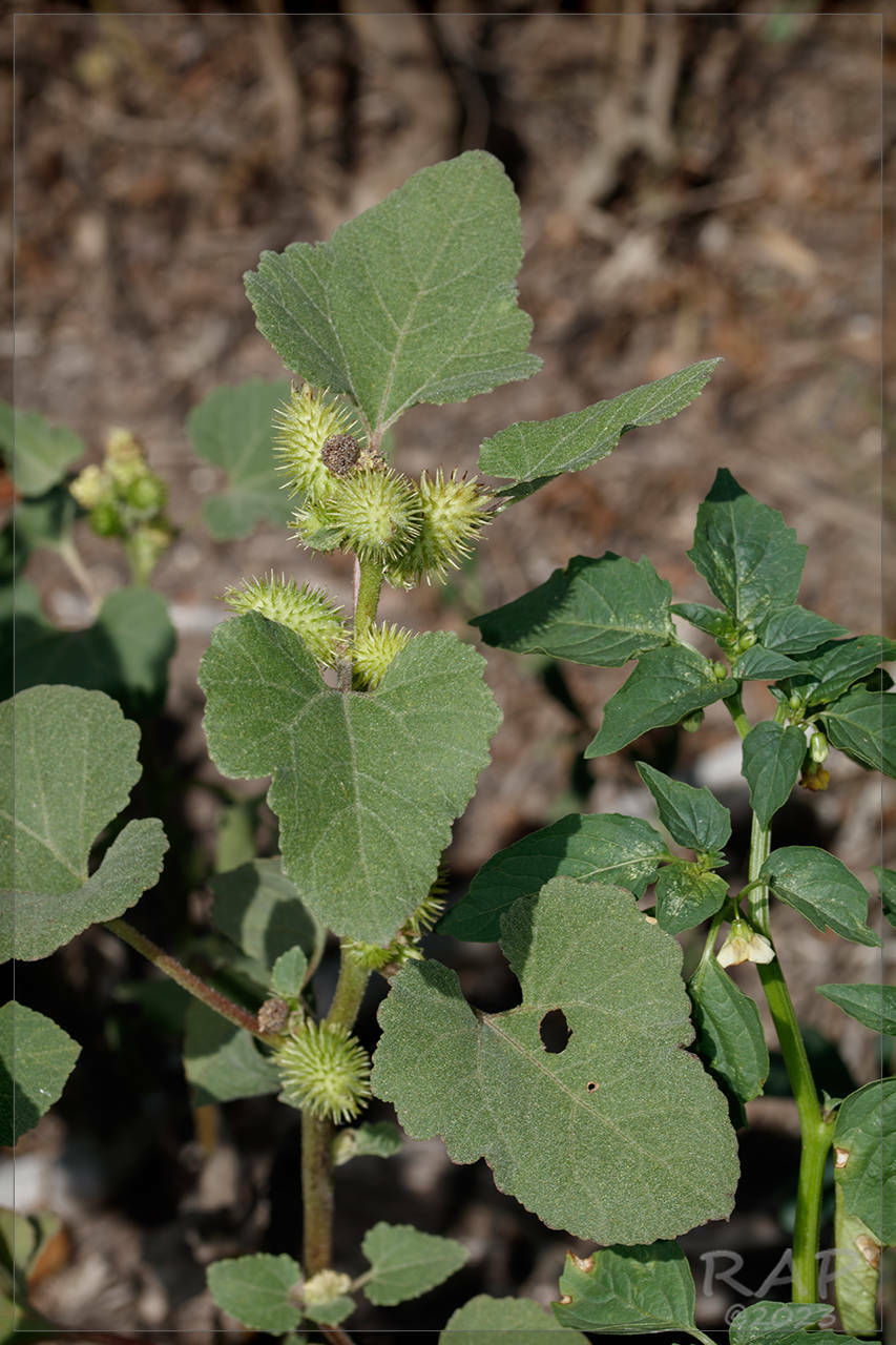 Xanthium cavanillesii