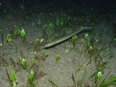 Bandtooth Conger photo 5