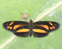 Castilia eranites