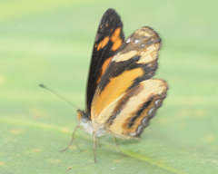 Castilia eranites