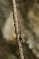 Anolis hendersoni