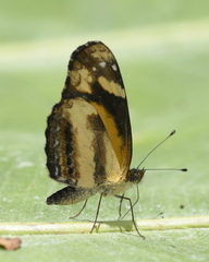 Castilia eranites