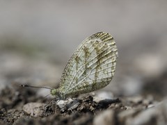 Leptosia nina niobe