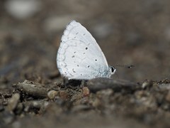 Celastrina lavendularis