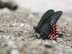 Papilio hopponis
