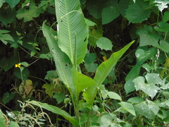 Heliconia latispatha