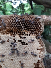 Apis florea