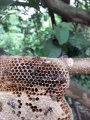 Apis florea