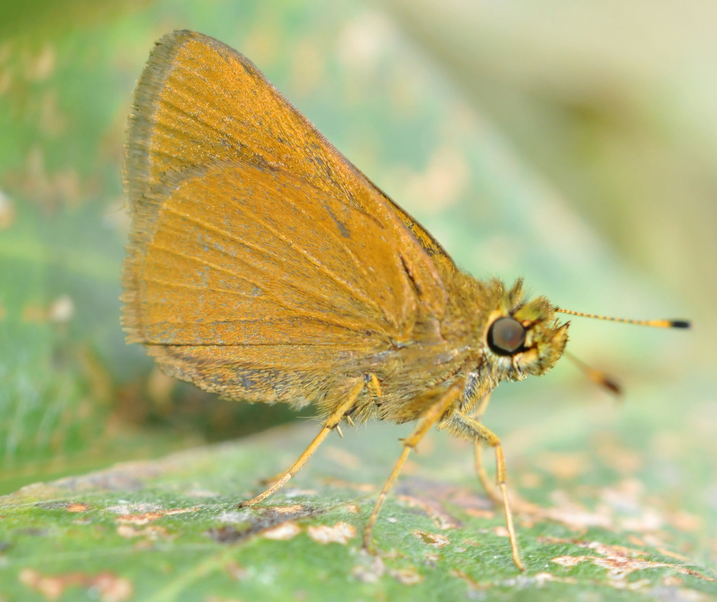 Redundant Skipper