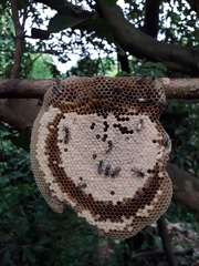 Apis florea