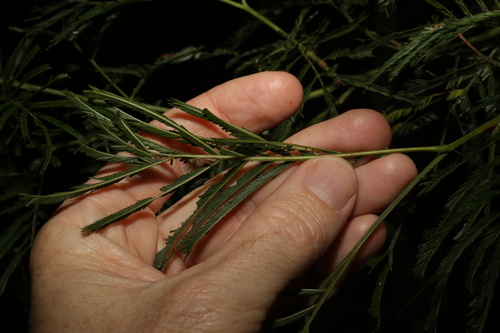 Image of Acacia parramattensis by (c) Greg Tasney, some rights reserved (CC BY-SA)