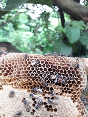 Apis florea