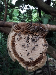 Apis florea