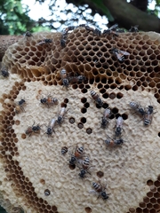 Apis florea